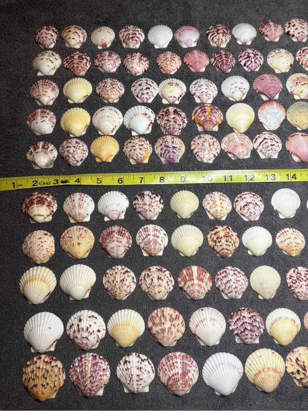 120 - Sanibel Island Scallop Seashell Collection.  Great for crafters!!